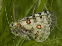 Parnassius apollo 57, Apollovlinder, Saxifraga-Jan van der Straaten