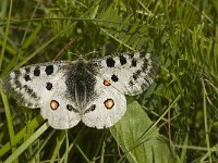 Parnassius apollo 58, Apollovlinder, Saxifraga-Jan van der Straaten