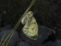 Parnassius apollo 6, Apollovlinder, ex pupa, Saxifraga-Jan van der Straaten