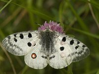 Parnassius apollo 60, Apollovlinder, Saxifraga-Jan van der Straaten