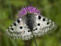 Parnassius apollo 61, Apollovlinder, Saxifraga-Willem van Kruijsbergen