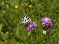 Parnassius apollo 62, Apollovlinder, Saxifraga-Willem van Kruijsbergen