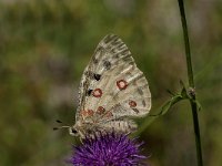 Parnassius apollo 63, Apollovlinder, Saxifraga-Marijke Verhagen