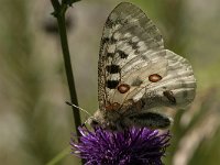 Parnassius apollo 65, Apollovlinder, Saxifraga-Marijke Verhagen