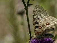 Parnassius apollo 66, Apollovlinder, Saxifraga-Marijke Verhagen