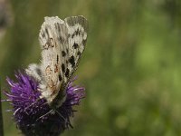 Parnassius apollo 68, Apollovlinder, Saxifraga-Marijke Verhagen