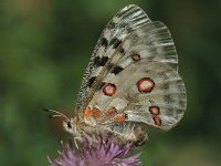 Parnassius apollo 7, Apollovlinder, female, Saxifraga-Marijke Verhagen