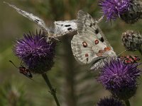 Parnassius apollo 71, Apollovlinder, Saxifraga-Marijke Verhagen