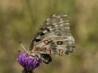 Parnassius apollo 72, Apollovlinder, Saxifraga-Marijke Verhagen