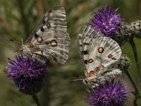 Parnassius apollo 73, Apollovlinder, Saxifraga-Marijke Verhagen