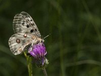 Parnassius apollo 74, Apollovlinder, Saxifraga-Marijke Verhagen