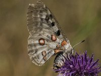 Parnassius apollo 76, Apollovlinder, Saxifraga-Marijke Verhagen