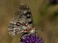 Parnassius apollo 78, Apollovlinder, Saxifraga-Marijke Verhagen