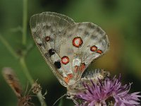 Parnassius apollo 8, Apollovlinder, female, Saxifraga-Marijke Verhagen