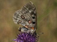 Parnassius apollo 80, Apollovlinder, Saxifraga-Marijke Verhagen