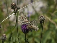 Parnassius apollo 81, Apollovlinder, Saxifraga-Marijke Verhagen