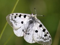 Parnassius apollo 83, Apollovlinder, Saxifraga-Bart Vastenhouw