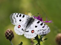 Parnassius apollo 85, Apollovlinder, Saxifraga-Bart Vastenhouw