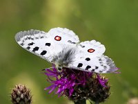 Parnassius apollo 86, Apollovlinder, Saxifraga-Bart Vastenhouw