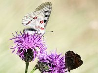 Parnassius apollo 88, Apollovlinder, Saxifraga-Bart Vastenhouw