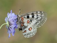 Parnassius apollo 97, Apollovlinder, Saxifraga-Luuk Vermeer