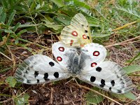 Parnassius apollo 98, Apollovlinder, Saxifraga-Ed Stikvoort