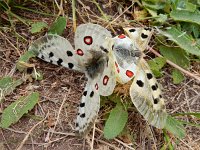 Parnassius apollo 99, Apollovlinder, Saxifraga-Ed Stikvoort