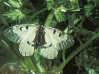 Parnassius mnemosyne 2, Zwarte apollovlinder, female, Saxifraga-Frits Bink