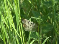 Parnassius mnemosyne 6, Zwarte apollovlinder, Vlinderstichting-Kars Veling