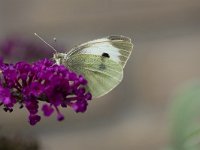 Pieris brassicae 10, Groot koolwitje, Vlinderstichting-Henk Bosma