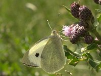 Pieris brassicae 11, Groot koolwitje, Vlinderstichting-Kars Veling