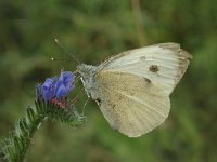 Pieris brassicae 12, Groot koolwitje, Saxifraga-Jan van der Straaten