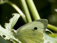 Pieris brassicae 13, Groot koolwitje, Vlinderstichting-Henk Bosma