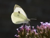 Pieris brassicae 19, Groot koolwitje, Vlinderstichting-Henk Bosma