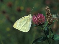 Pieris brassicae 20, Groot koolwitje, Vlinderstichting-Kars Veling