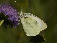 Pieris brassicae 24, Groot koolwitje, Saxifraga-Jan van der Straaten