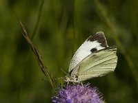 Pieris brassicae 25, Groot koolwitje, Saxifraga-Jan van der Straaten