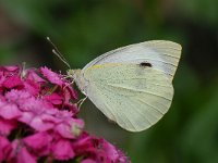 Pieris brassicae 26, Groot koolwitje, Saxifraga-Arthur van Dijk