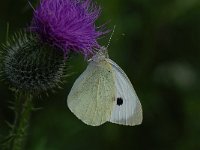 Pieris brassicae 27, Groot koolwitje, Saxifraga-Arthur van Dijk