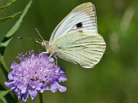 Pieris brassicae 31, Groot koolwitje, Saxifraga-Rik Kruit