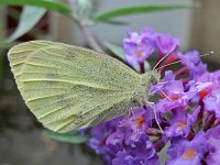 Pieris brassicae 32, Groot koolwitje, Saxifraga-Ab H Baas