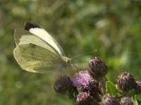 Pieris brassicae 4, Groot koolwitje, Vlinderstichting-Kars Veling