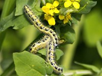 Pieris brassicae 40, Groot koolwitje, Saxifraga-Bart Vastenhouw