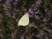 Pieris brassicae 43, Groot koolwitje, Saxifraga-Willem van Kruijsbergen