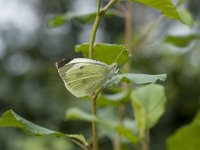 Pieris brassicae 7, Groot koolwitje, Vlinderstichting-Henk Bosma