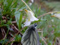 Pieris bryoniae 6, Berg geaderd witje, Saxifraga-Ed Stikvoort