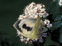 Pieris cheiranthi 4, Canarisch koolwitje, Saxifraga-Frits Bink