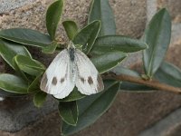 Pieris mannii 2, Scheefbloemwitje, Saxifraga-Willem van Kruijsbergen