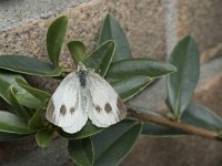 Pieris mannii 3, Scheefbloemwitje, Saxifraga-Willem van Kruijsbergen