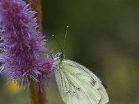 Pieris napi 11, Klein geaderd witje, Vlinderstichting-Henk Bosma